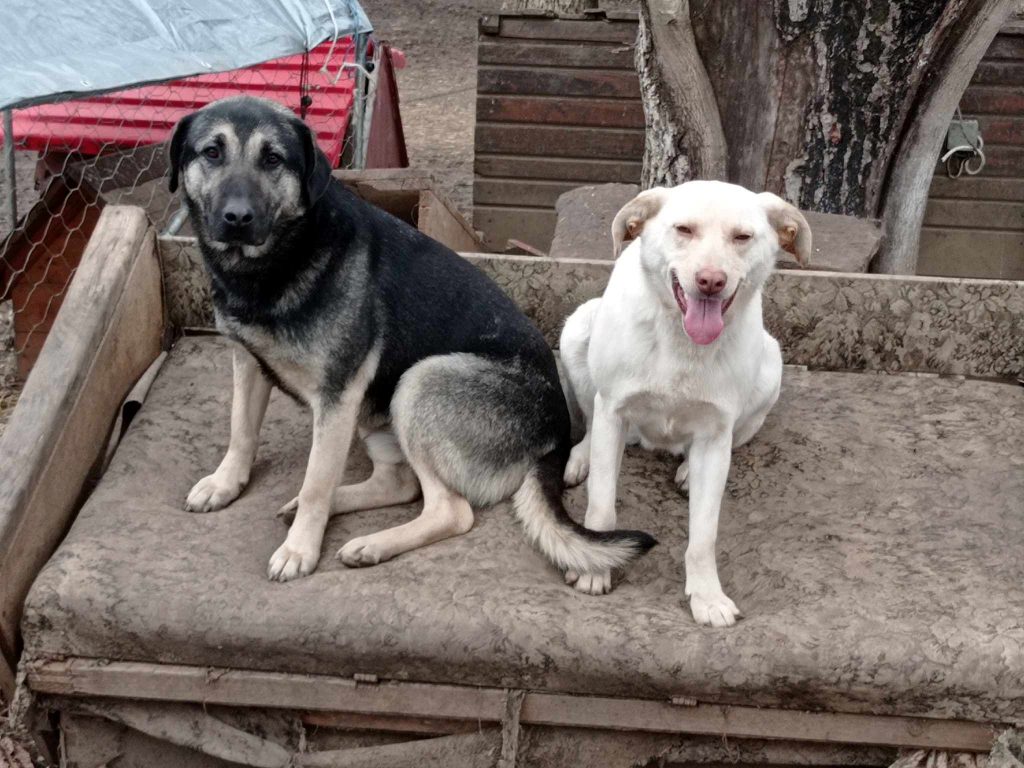 een hond adopteren: twee honden wachten op een adoptant