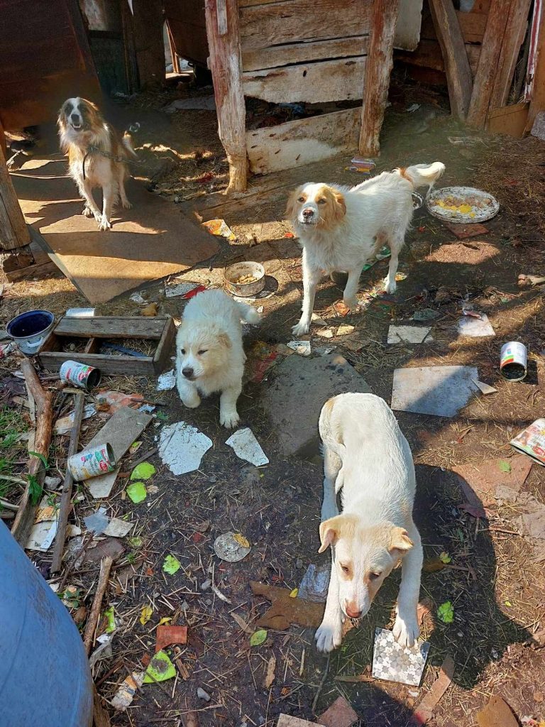 honden wachten op donaties
